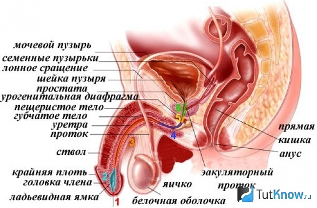 методы чистки организма от паразитов методы чистки организма от паразитов