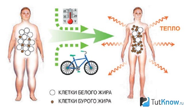 Жировая ткань в теле человека Жировая ткань в теле человека