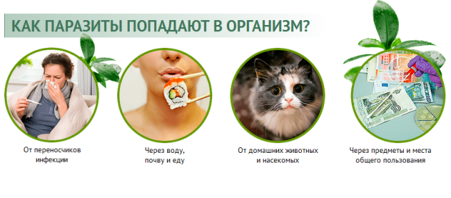 anti toxin nano цена где купить anti toxin nano цена где купить