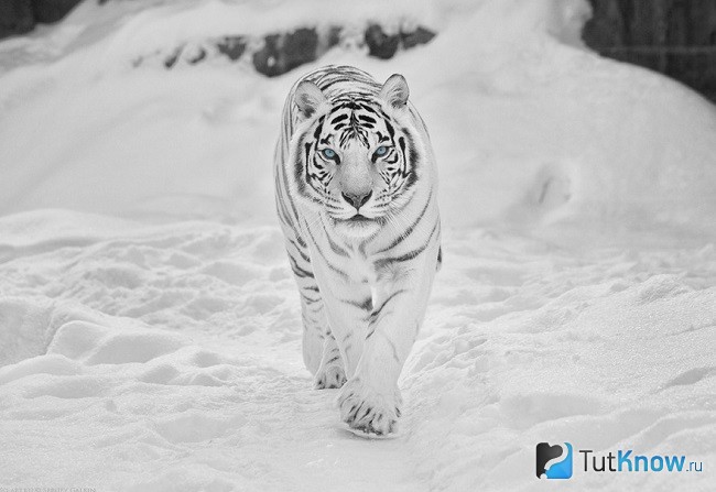 Белый тигр идёт по снегу