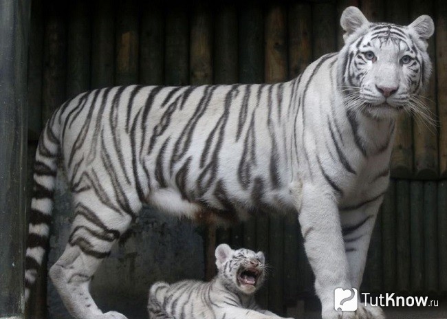 Белый тигр с детёнышем