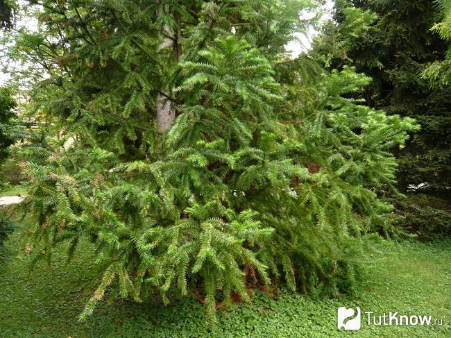 Куннингамия в открытом грунте