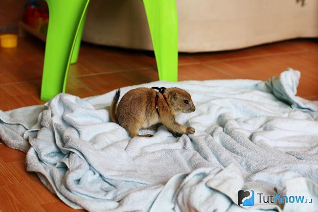 prairie dog грызет полотенце