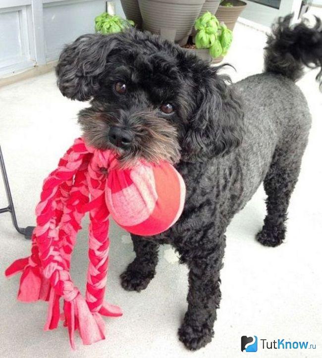 Собака держит в зубах игрушку из ткани и мячика