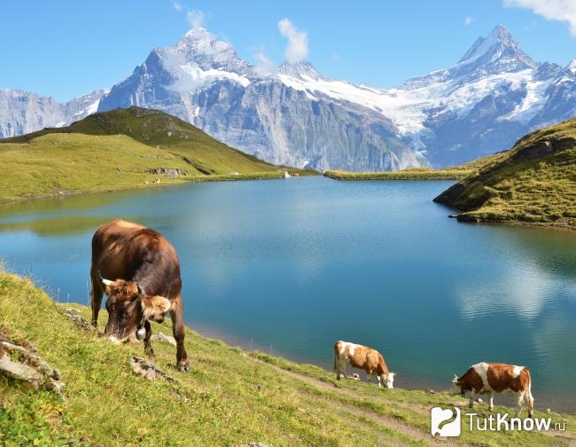 Коровы на альпийских лугах