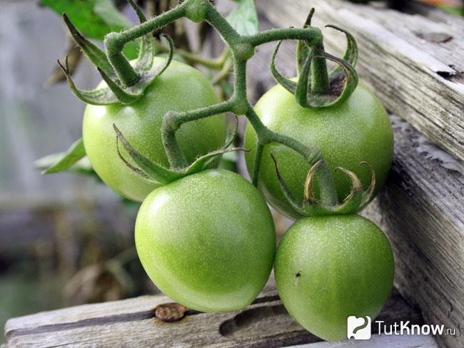 Блюда из зеленых помидоров — тонкости и секреты приготовления