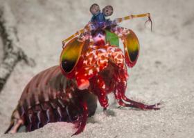 Mantis shrimps:   ?