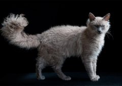 Ла Перм – кучерявые кошки