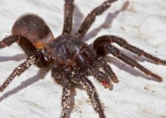 Что это за паук Тарантул? Его укус смертельный или нет?