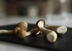 Как вырастить грибы дома?