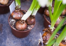 Как выращивать зелёный лук дома?