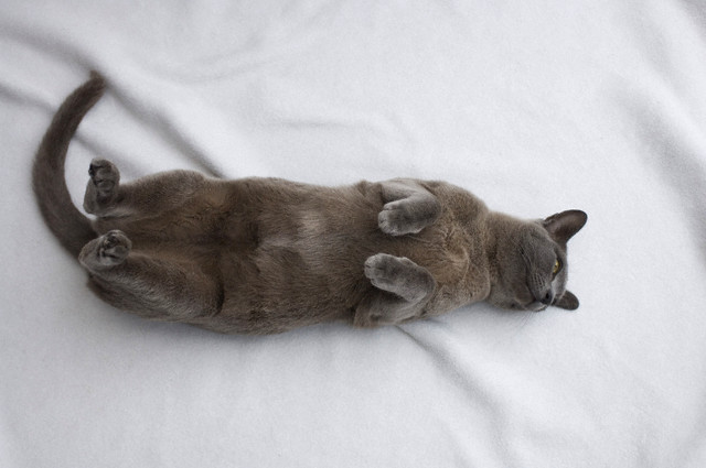 Дрессировка кошек – как научить кошку лежать