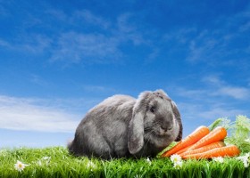 Чем кормить домашнего декоративного кролика?