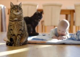 Породы кошек в семью с ребенком