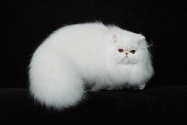 Персидская порода кошки