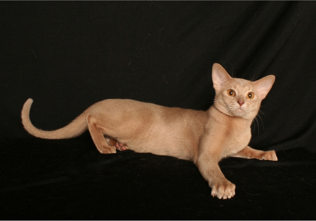 Абиссинская порода кошки