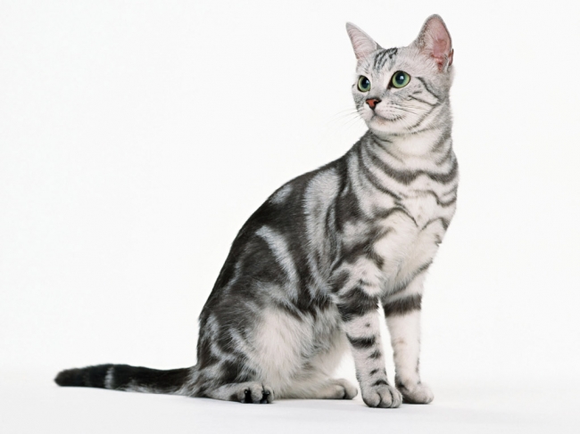 Американская короткошёрстная порода кошки