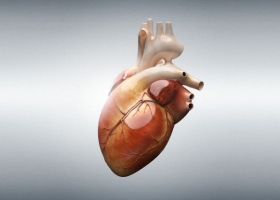 Человеческое сердце: удивительные факты