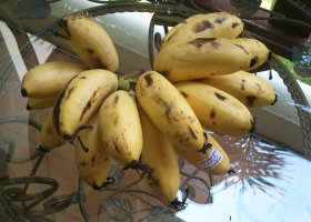 Бананы «беби» – чем они отличаются от простых?