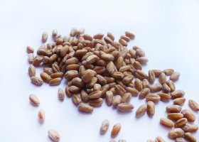 Зёрна пшеницы - польза и как прорастить