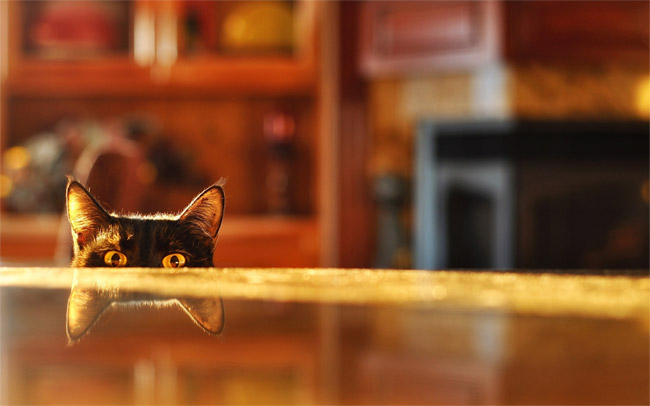 Как отучить кошку лазить на стол