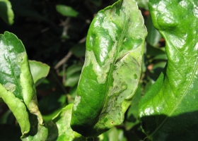 Курчавость листьев. Профилактика и лечение
