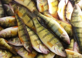 Разведения судака (Stizostedion lucioperca) в рыбоводных прудах