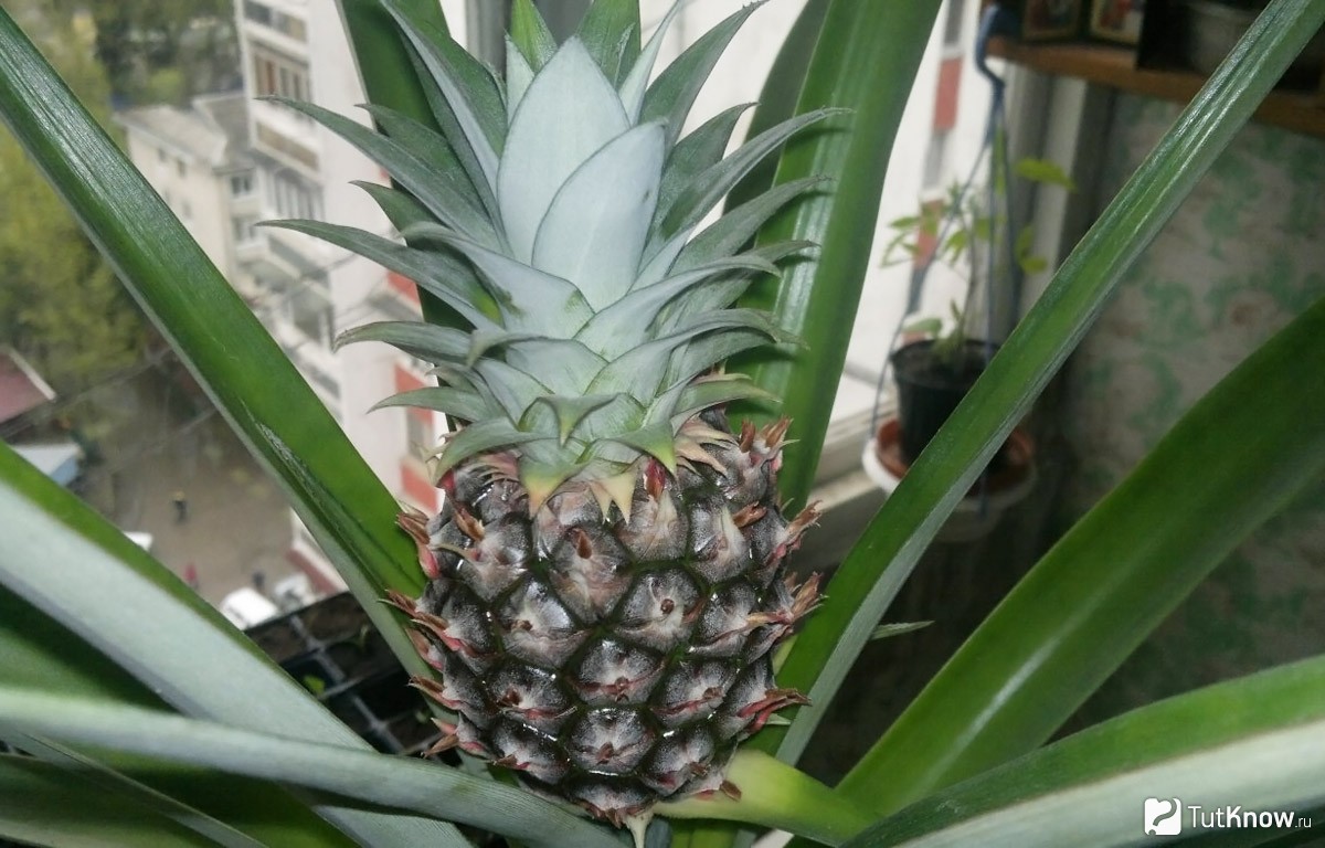 Как укоренить ананас из верхушки в домашних условиях пошагово с фото