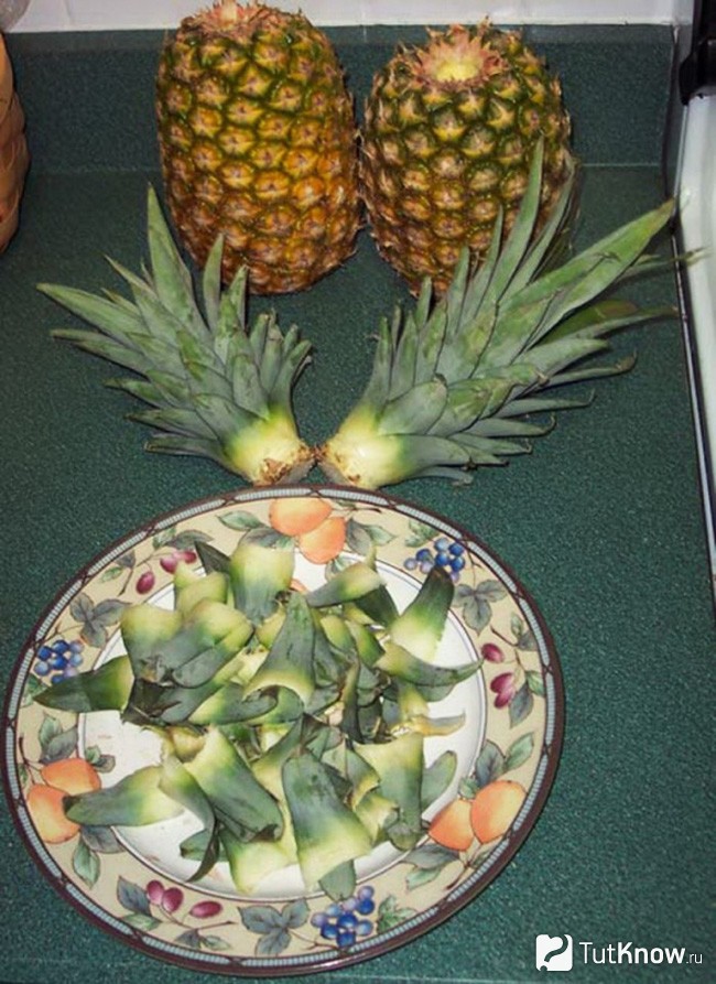 Как вырастить ананас: подготовка верхушки