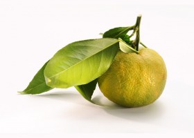 Юдзу или юзу – японский лимон