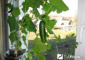 Как выращивать огурцы дома на подоконнике?