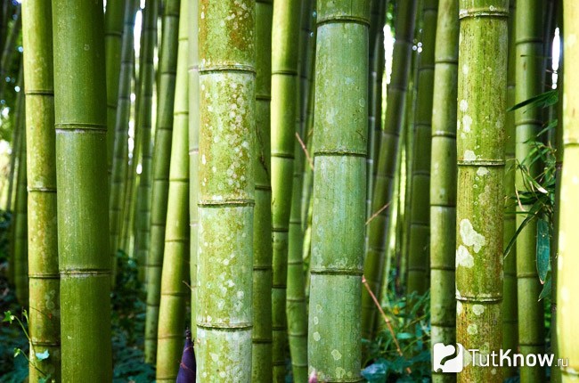 Как выращивать бамбук в домашних условиях из семян?
