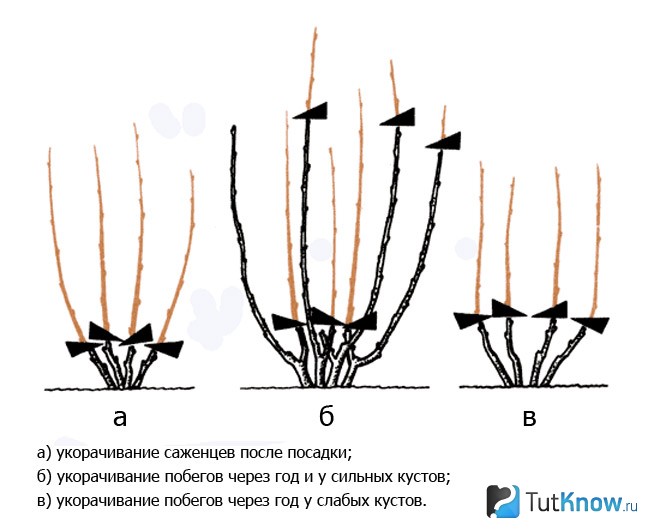 Схема обрезки красной смородины