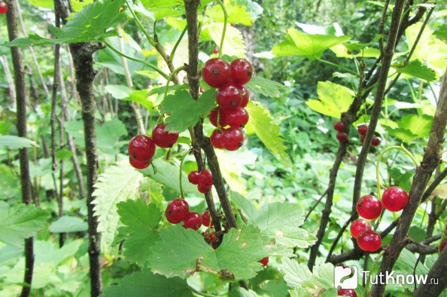 Уход за кустом красной смородины