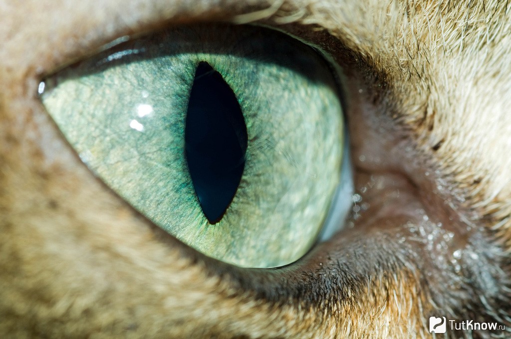 Радужка кошки. Колобома зрачок кошачий глаз. Глаза кошки. Зрачок кошки.