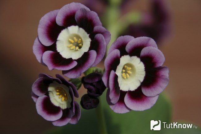 Фотографии примулы - ушковая или аурикула (auricula)