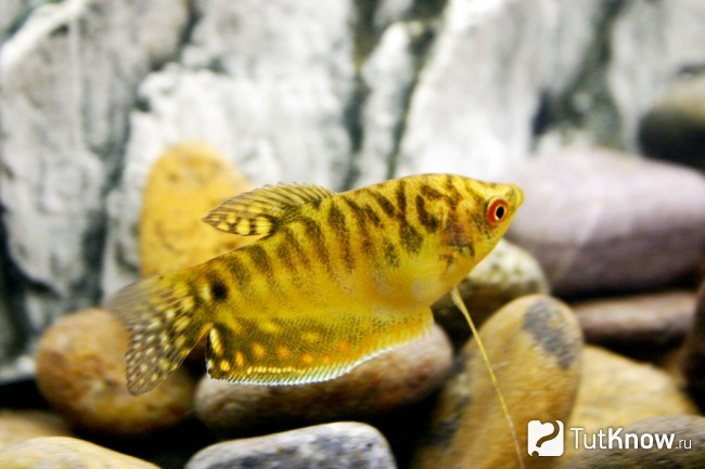Лабиринтовая рыбка гурами золотого цвета