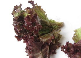 Оаклиф: дубовый салат