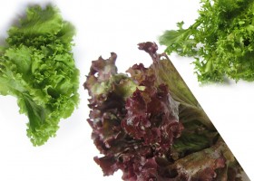 Как вырастить лиственный салат?