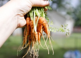 Выращивание моркови и уход
