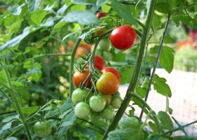 Выращивание томатов на даче