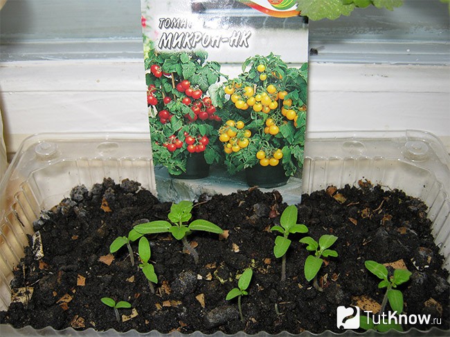 Сорта томатов для выращивания в квартире