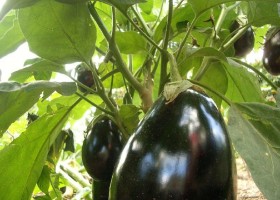 Выращивание баклажанов: от выбора сорта до сбора урожая