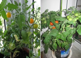 Как вырастить помидоры дома на балконе или подоконнике