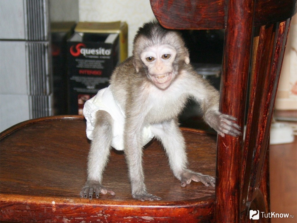 Авито обезьянка живая