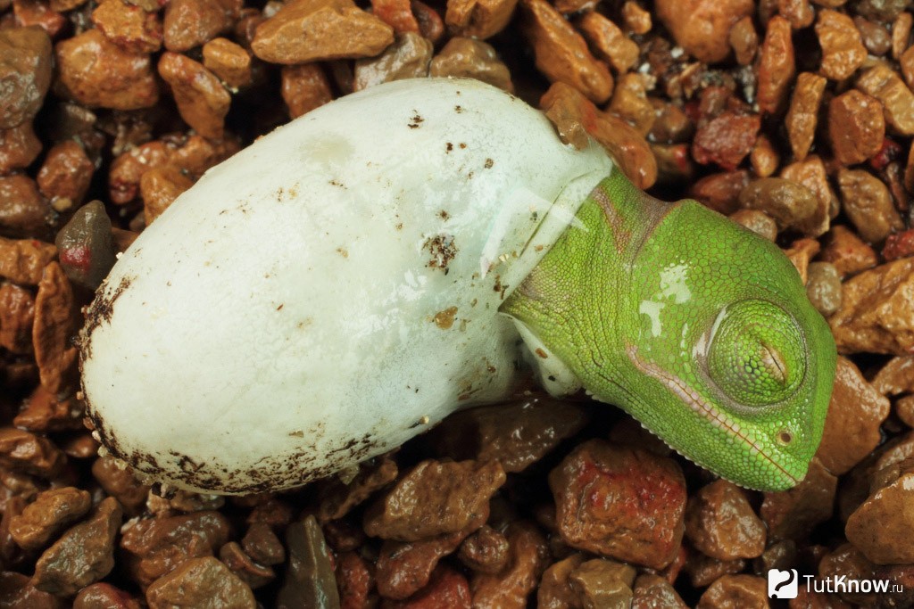 Личинка ящерицы. Живородящие хамелеоны. Яйца йеменского хамелеона. Йеменский хамелеон самка. Йеменский хамелеон самка яйцо.