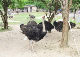 Разводить страусов интересно и выгодно