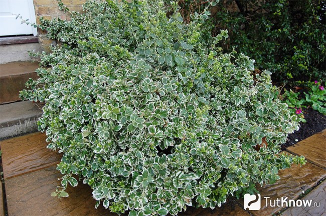 Euonymus fortunei Emerald Gaiety