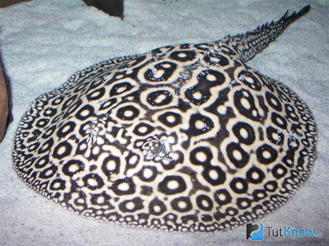 Скат Potamotrygon sp pearl