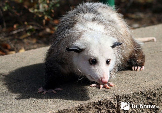 Виргинский опоссум (Virginian Opossum)